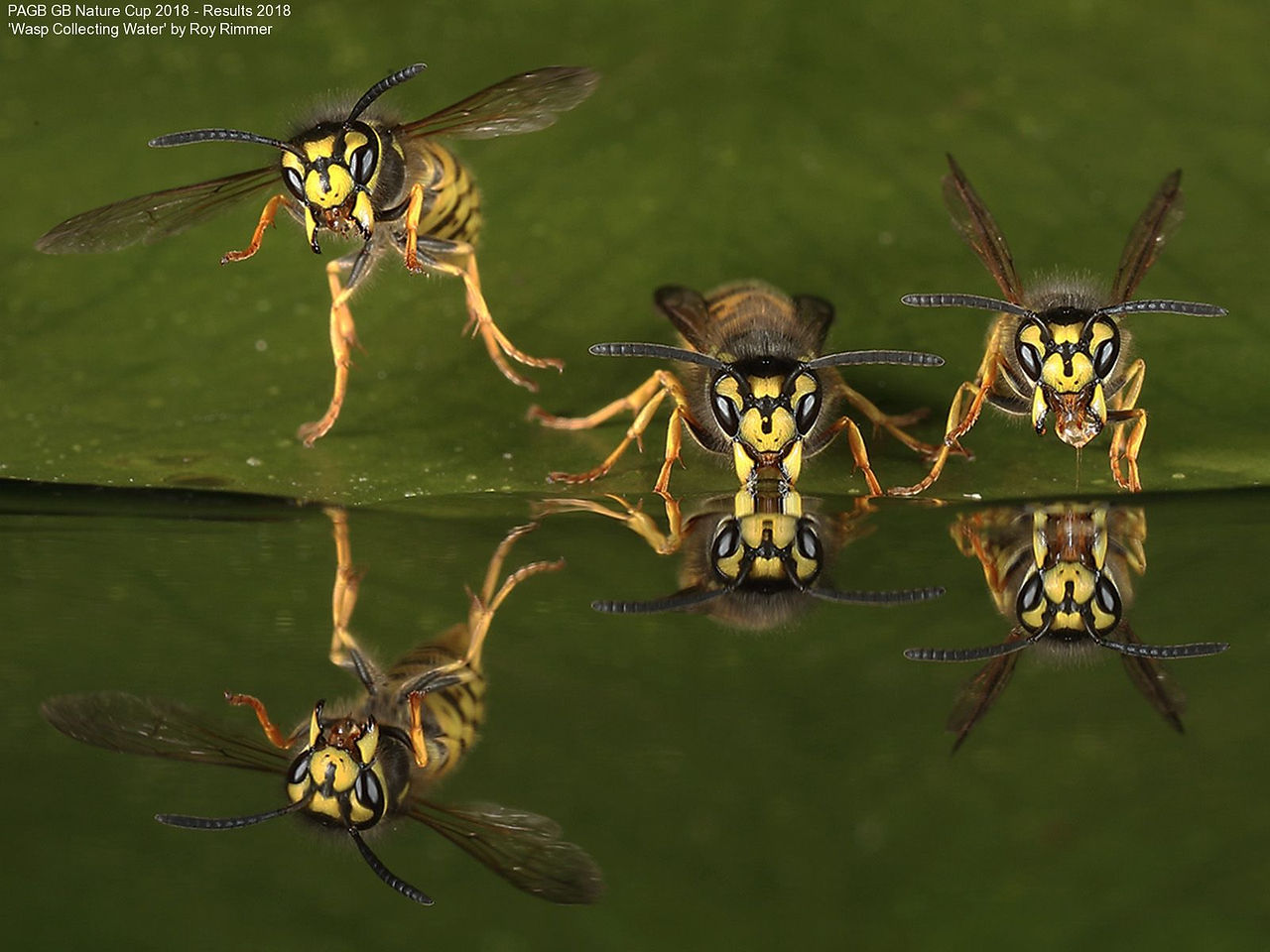 9371_Roy Rimmer_Wasp Collecting Water