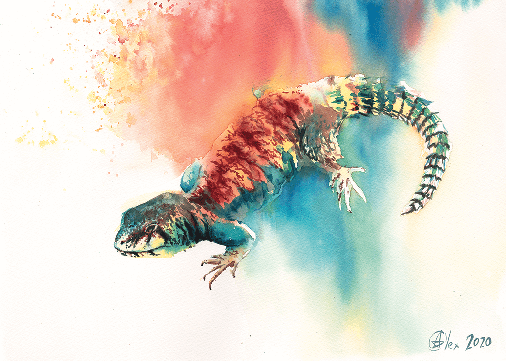 חרדון צב הדור - הדפס בינוני