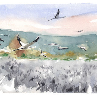 many cranes in a flat scenery, several are flying