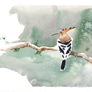 דוכיפת Hoopoe