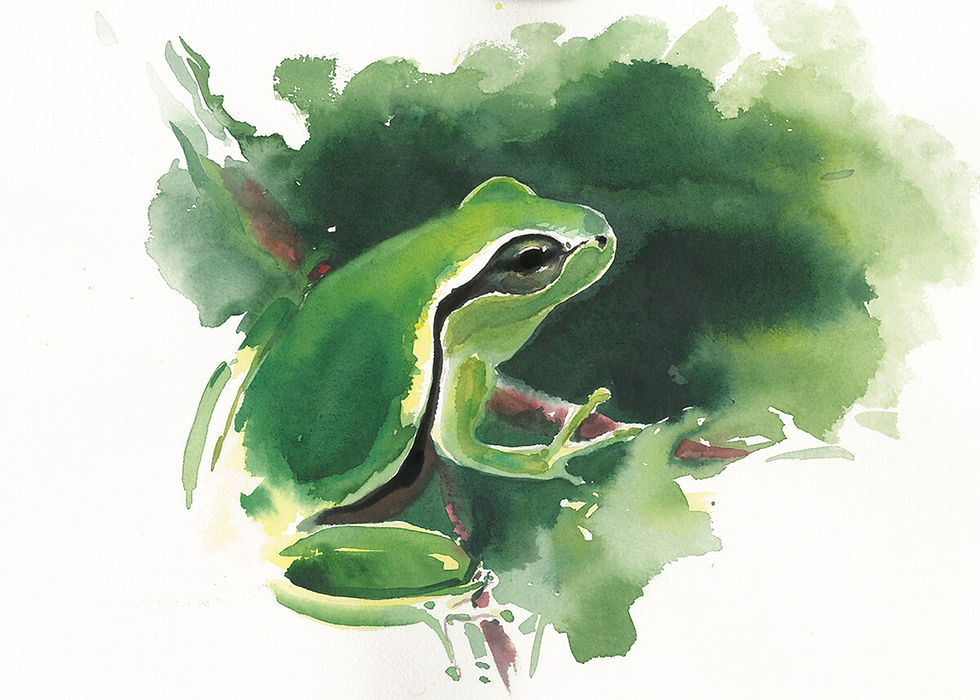 Thumbnail: לוח שנה תשפ"ה  טבע ישראלי 2024-2025 Israeli Wildlife Calendar