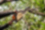 tree_trimming