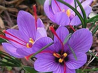 Star Saffron from ANI GROUP LTD., INC