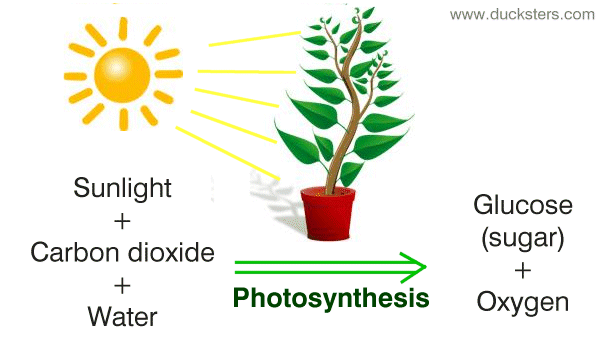 photosynthesis.gif