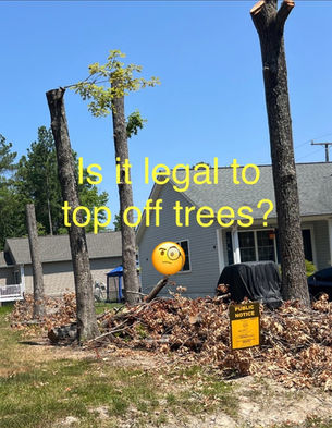 TREE RULES IN COLONIAL BEACH