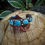 Thumbnail: Turquoise Cuff