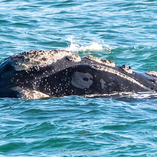 whales off of Fleurieu Peninsula