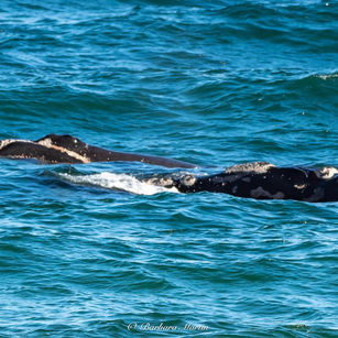 whales off of Fleurieu Peninsula
