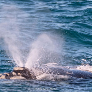 whales off of Fleurieu Peninsula
