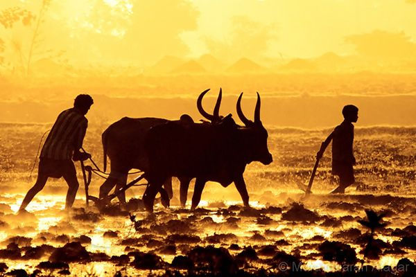 Showcase of the Week – Muralidharan Alagar.jpeg