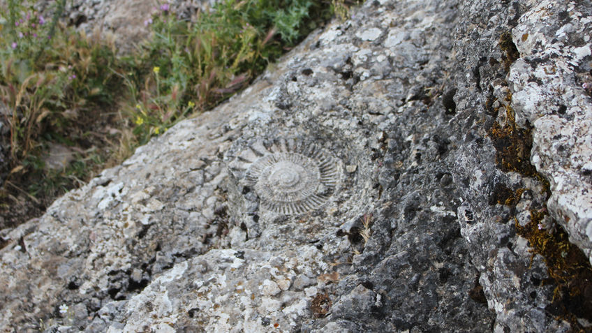 путь аммонита торкаль гид