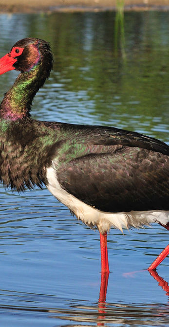 черная цапля