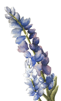 flowers_edited_edited_edited.png