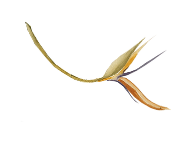 birds of paradise_edited_edited_edited_edited.png
