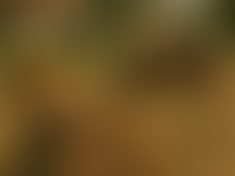 יריד שבועות בחצר של האחים 