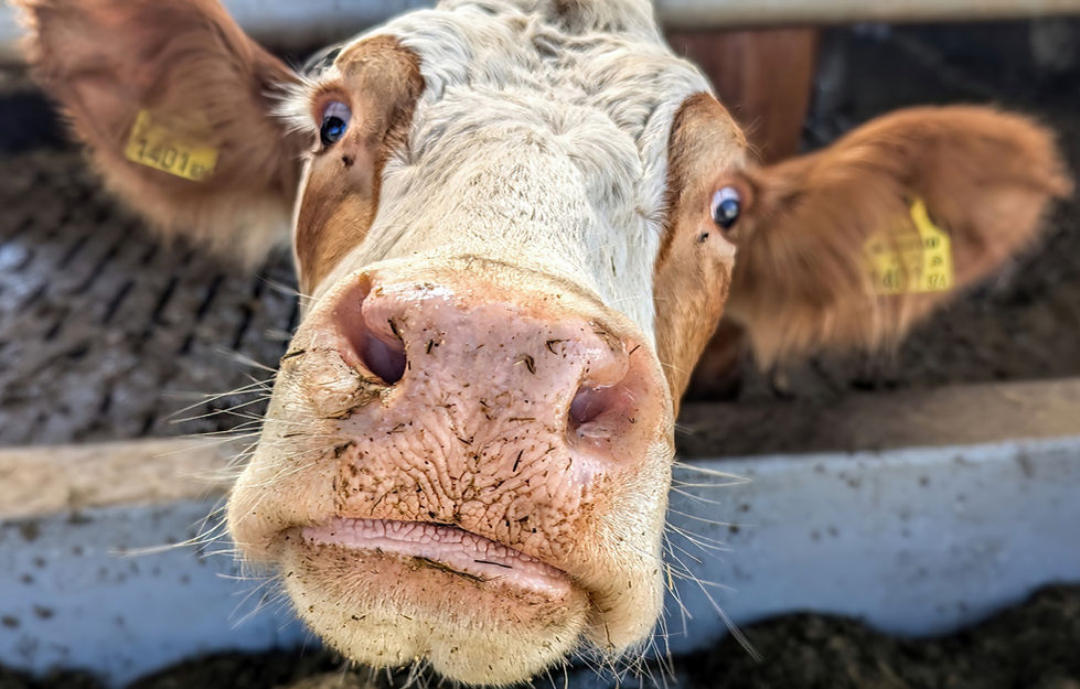 43_Austria (Moosbach).jpeg