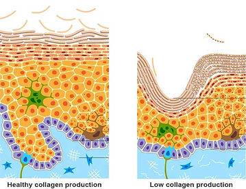 skins-collagen-production (1).jpg