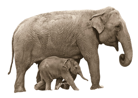 Elephant pas de géant
