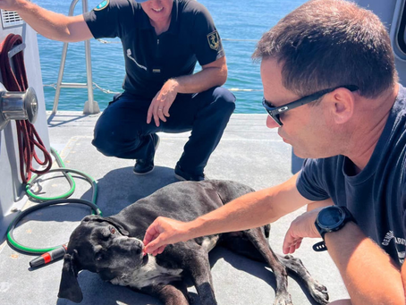 Bassin d’Arcachon : Hermès, un chien de 14 ans, sauvé en pleine mer après une disparition inquiétante