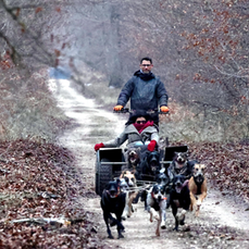 Après les incendies de Fontainebleau, ce musher doit s’endetter pour nourrir ses 40 chiens