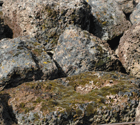 Black Lichen Lava