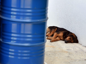 The Dog That Didn't Bark