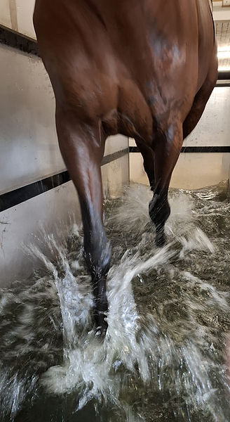 Horsetrainer Water
