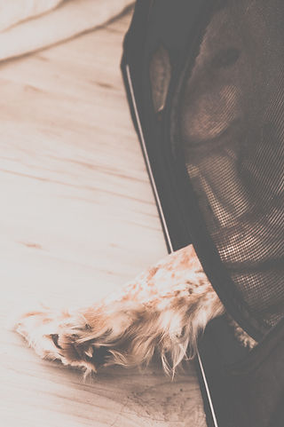 Cesco