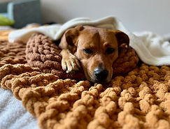 dog with custom handmade blanket