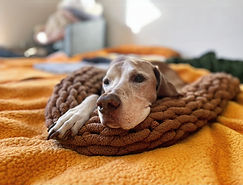 dog with pet support pillow