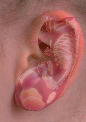 Champ d'application très large de la Formation Auriculothérapie du Pôle de Thérapeutes : douleurs, mobilité, système nerveux et hormonal, psycho-émotionnel, protocoles, musculo-squélettique, et plus encore