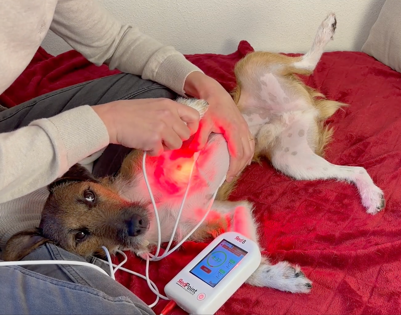 Pratiques avec PBM Acupuncture Non Invasive de la Formation Acupuncture pour Animaux du Pôle de Thérapeutes.