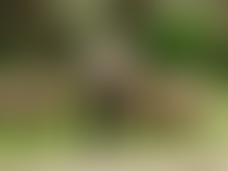 Comissão de Agricultura discute riscos da infestação e a caça de javalis no Rio Grande do Sul