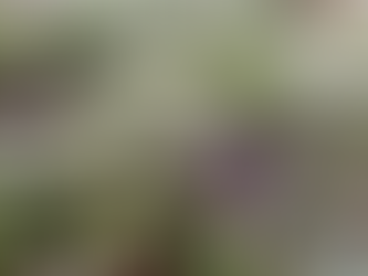 Frio toma conta do RS e Região da Serra amanhece com geada