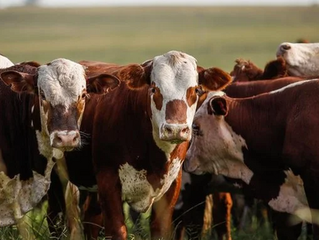 Termina nesta segunda-feira prazo para a Declaração Anual do Rebanho