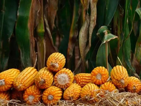 Termina hoje o prazo para pedidos do Programa Troca-Troca de Sementes