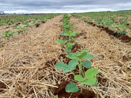 Plantio da soja no Rio Grande do Sul se aproxima do final