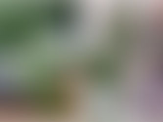 Pé de maconha é apreendido pela BM em Capão do Cipó