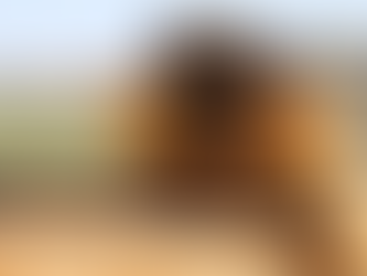 Clima seco e ensolarado favorece e colheita do trigo chega a 10%