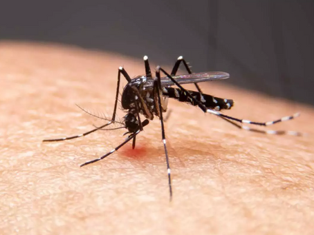 Rio Grande do Sul contabiliza mais três mortes por dengue e chega a 16 óbitos em 2025