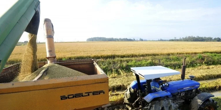 Foto: Giovani Wrasse / Irga