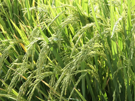 Safra 2024/2025: Rio Grande do Sul deve ter a maior produção de grãos da sua história