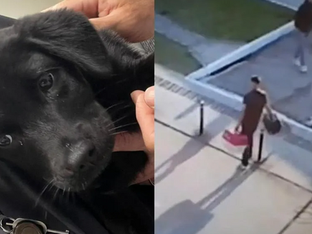 Homem é preso por abandonar filhote de três meses no aeroporto de Florianópolis após cão ser recusado no embarque