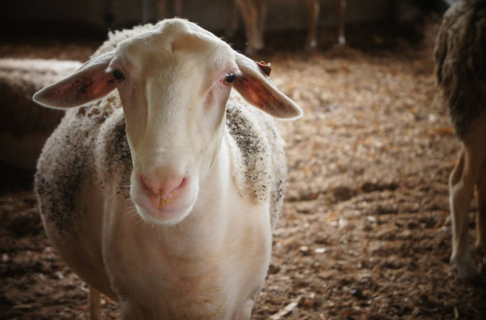 Foto: Divulgação - Folha de São Paulo