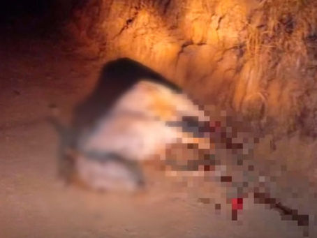 Cavalo é mutilado no interior de SP e caso choca as redes sociais; polícia investiga