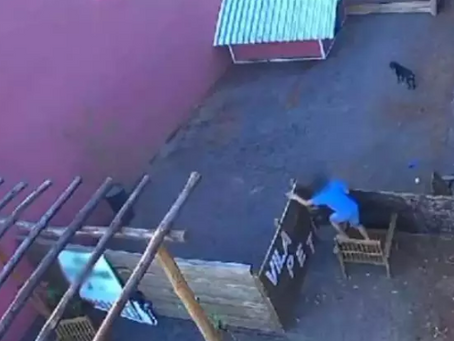 Massacre de bichos por menino de 9 anos não será punido, diz polícia