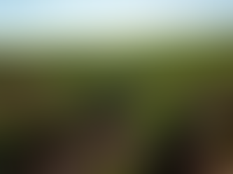 Semeadura da soja avança 43% no Rio Grande do Sul