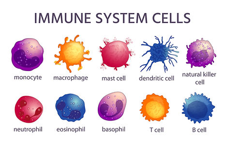 immune-system-cells