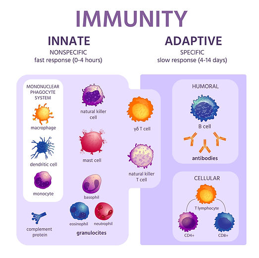 immune-system-cells