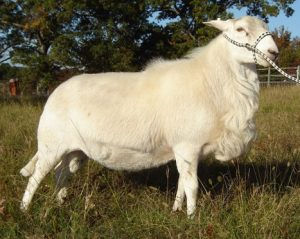 Katahdin-Sheep-sire-e1498009415719-300x239.jpeg